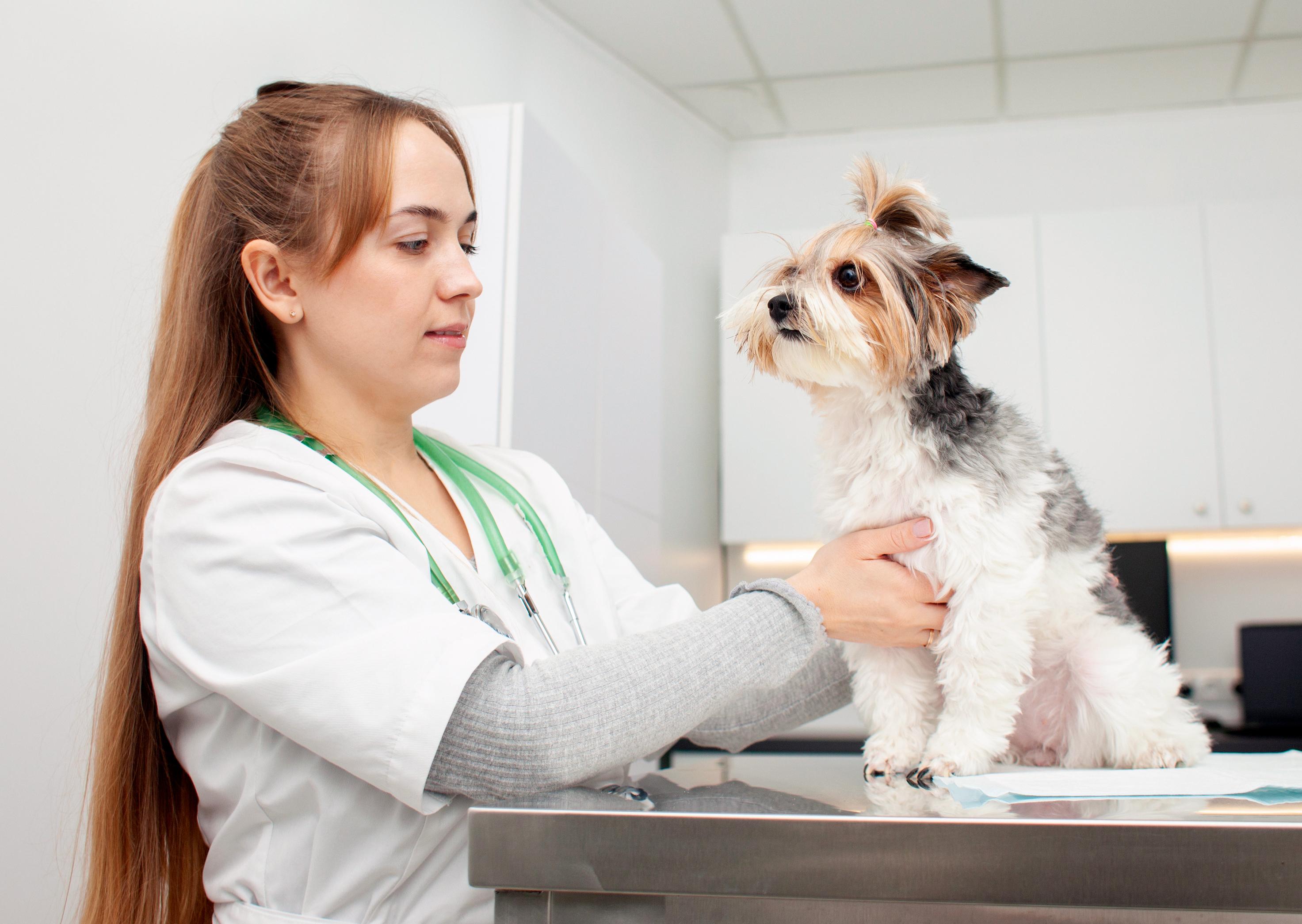A vet doctor is treating a dog.