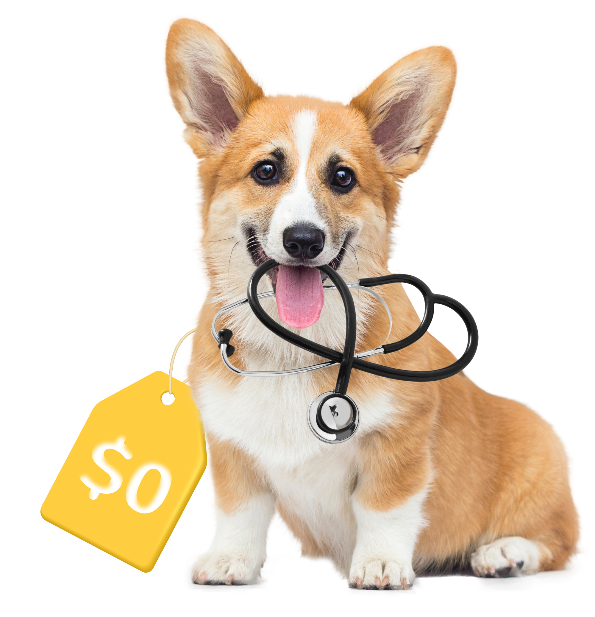 Dog holding stethoscope with its mouth. A price tag of $0 is attached to the dog.