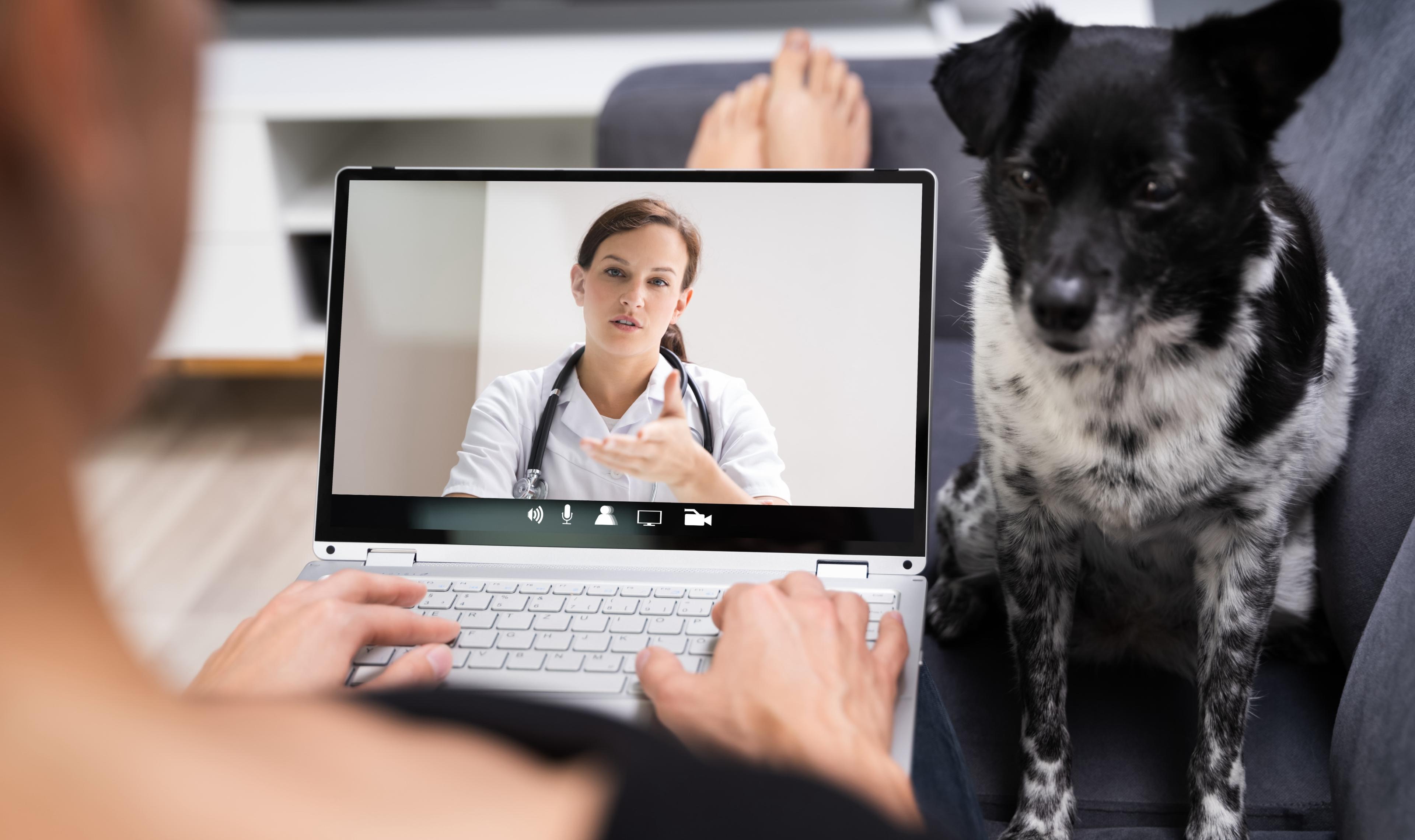 Video call on a laptop with a vet while on the sofa with dog.
