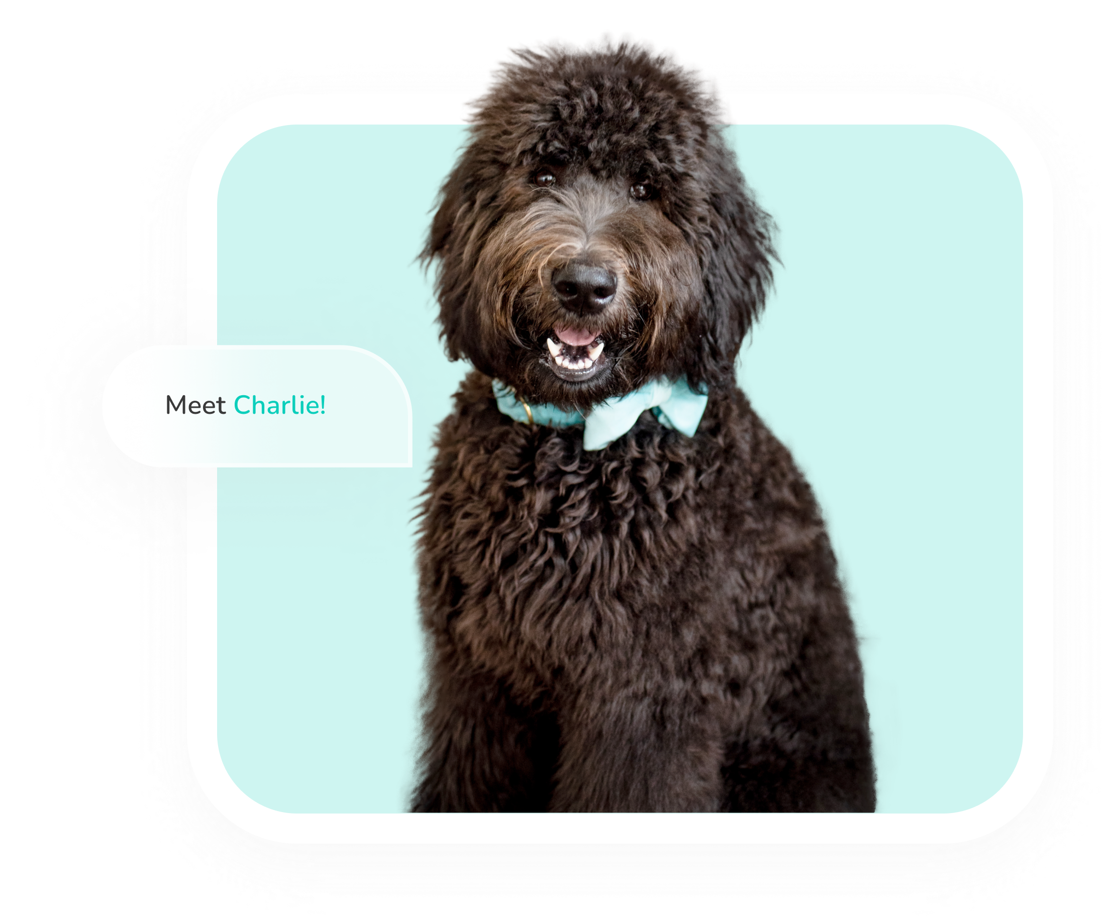 Charlie the dog has a cute scarf around his neck that matches the light shade of blue background. There is a text bubble on the image with the words: 'Meet Charlie!'.