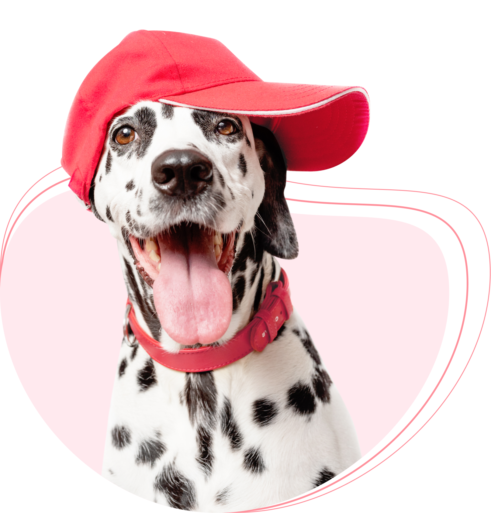 Dog wearing red cap with its tongue out.