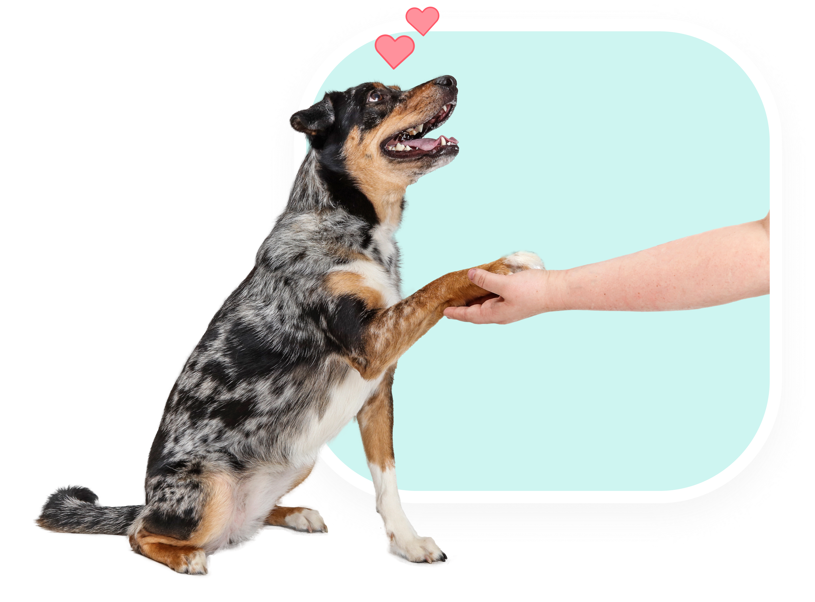 Dog stretching its paw out. A human hand holding the dogs paw.
