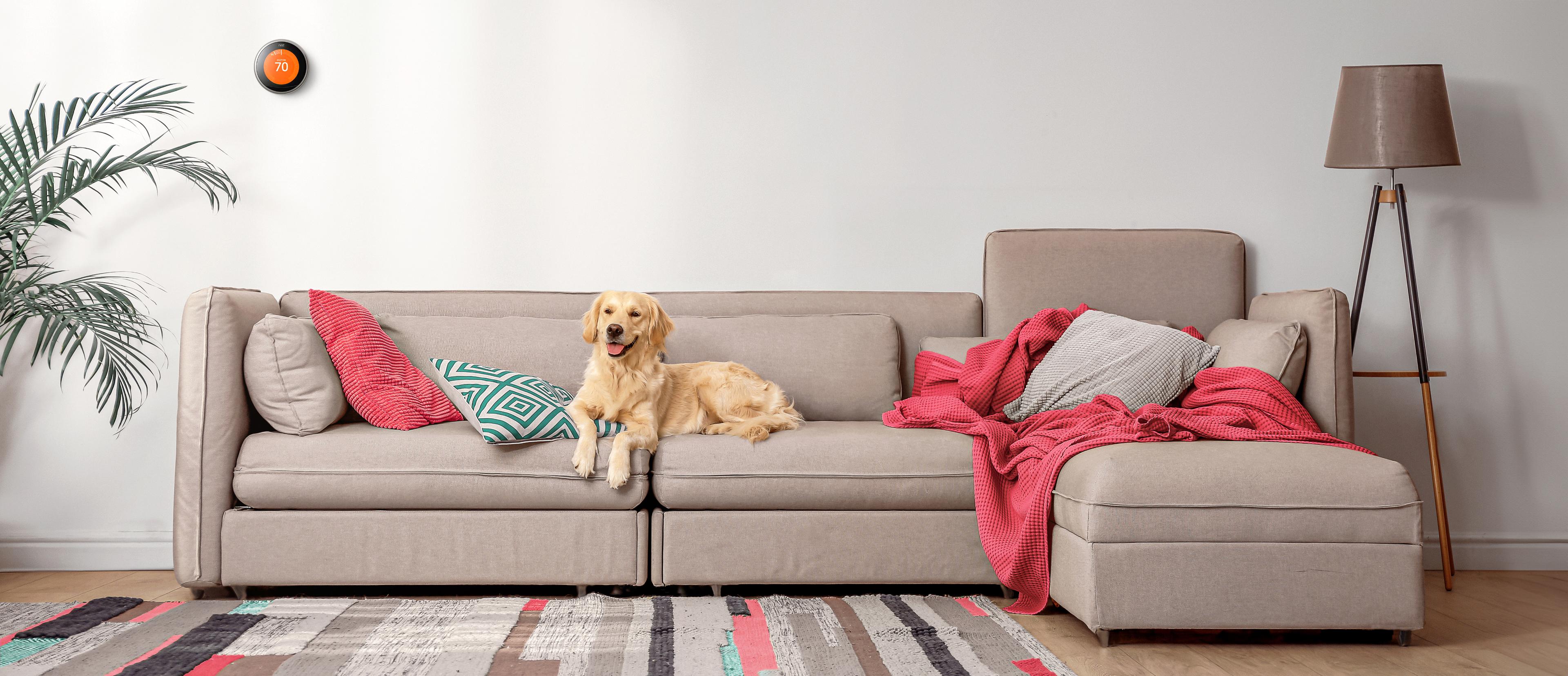 A dog is sitting on a sofa. There is a thermostat on the wall, a plant at the left corner and a lamp at the right corner. An alert pops out with the title: 'Energy usage alert' and its message content reads: 'Congrats! You've met your energy conservation goal.'