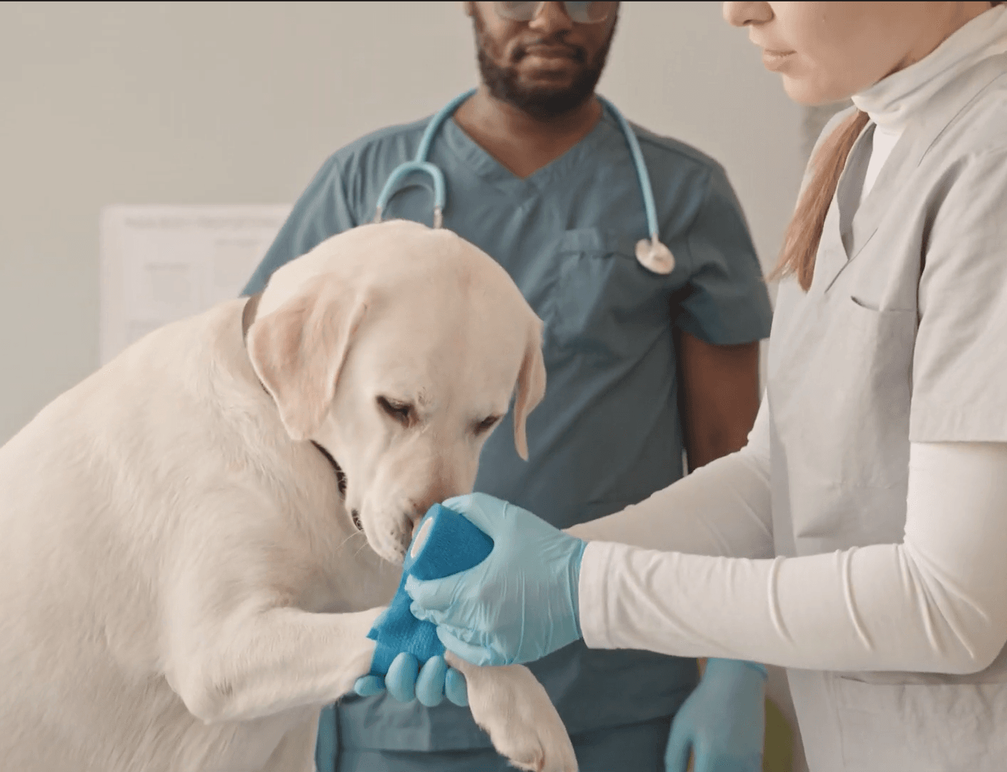 Video thumbnail showing a dog receiving treatment from a vet doctor.