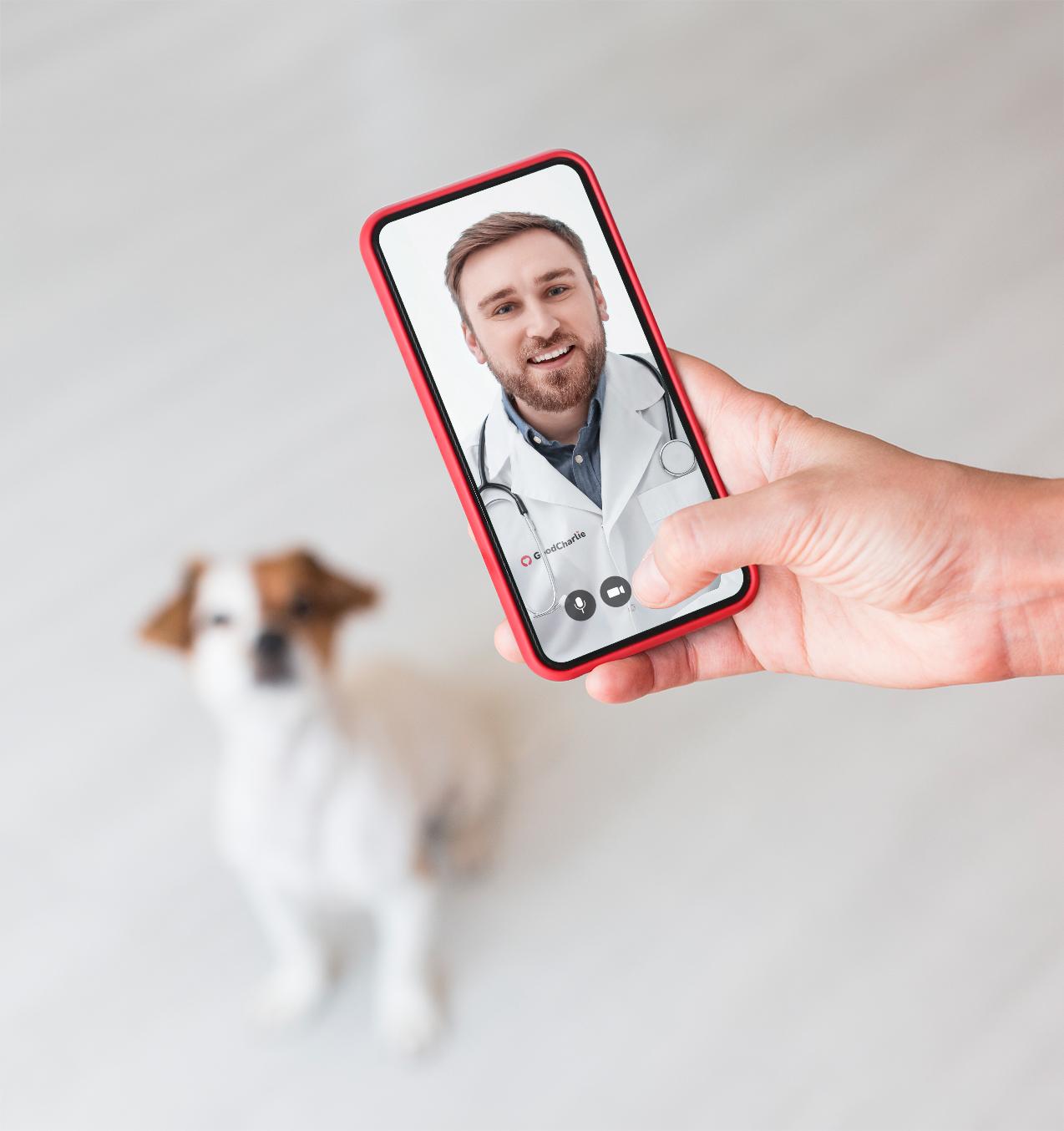 A hand holding a smartphone showing an ongoing video call with a vet doctor. A dog is in the background but out of focus.