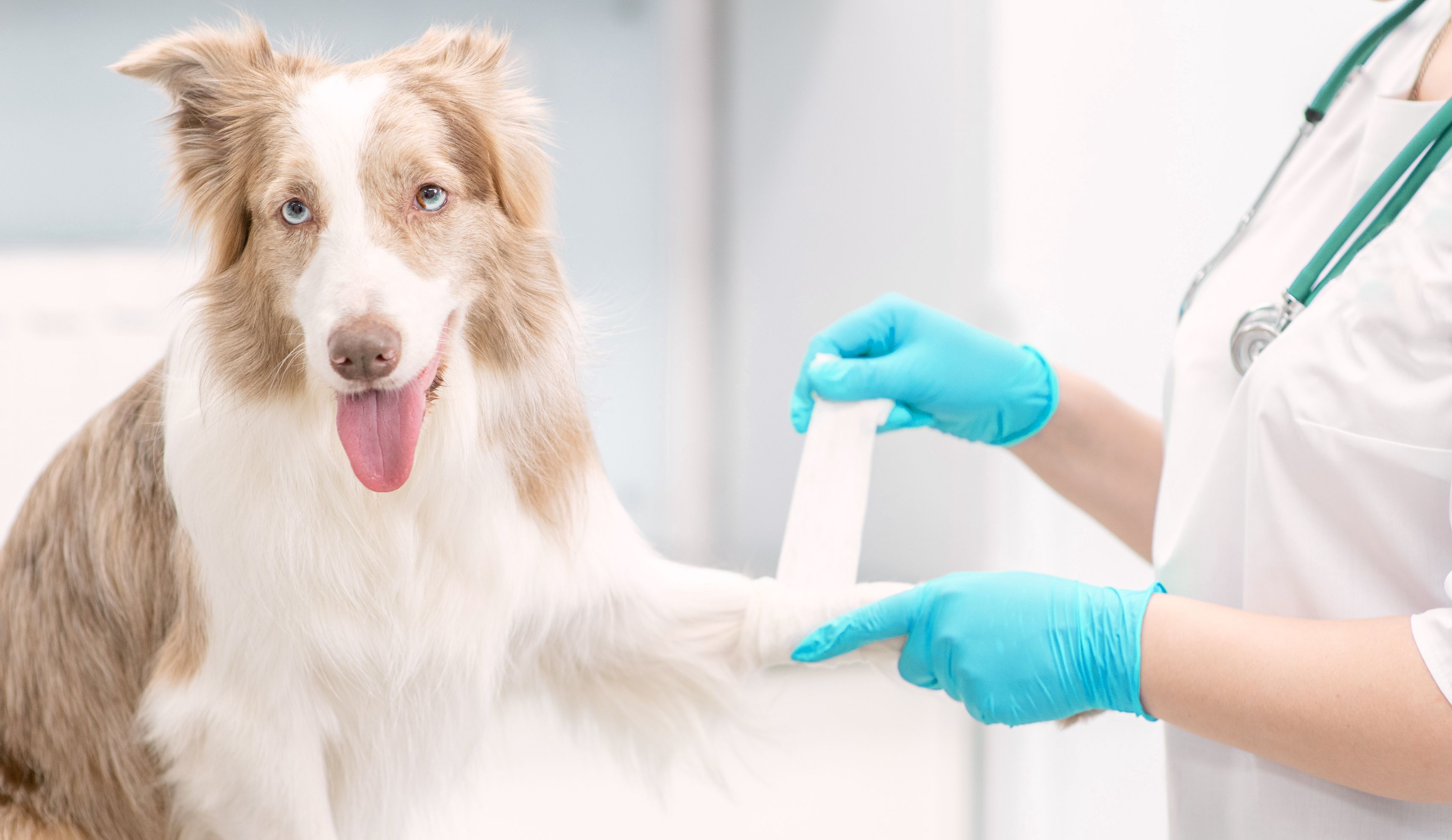 A vet doctor is applying bandage on a dog's leg.