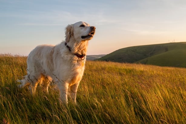 Dog Diarrhea What’s Causing It and How to Stop It-1