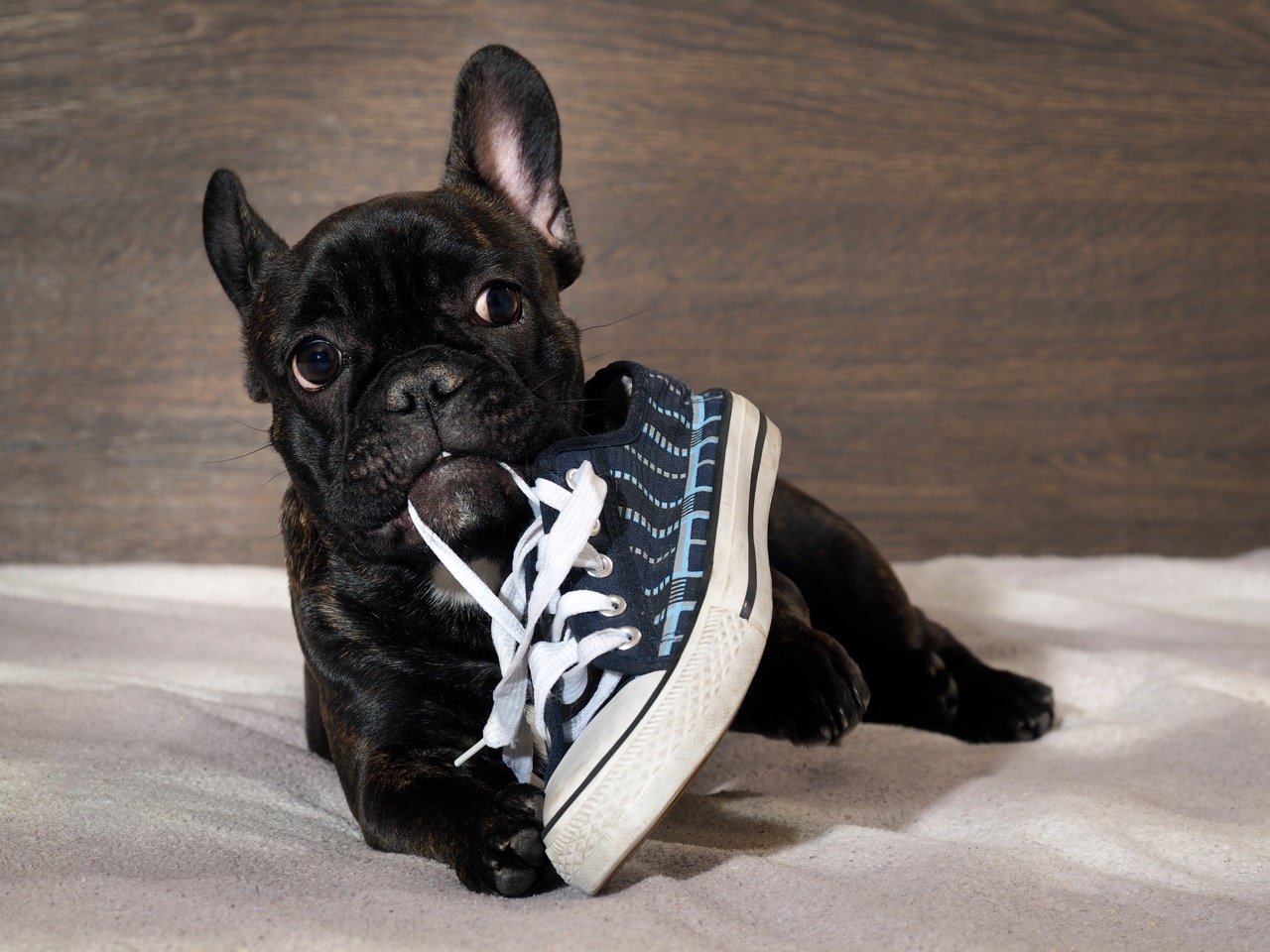 How to Stop Your Dog From Chewing Everything