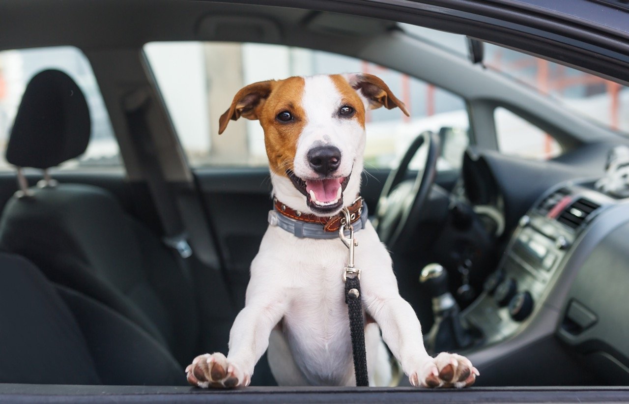 How to Travel With Your Dog The Complete Guide