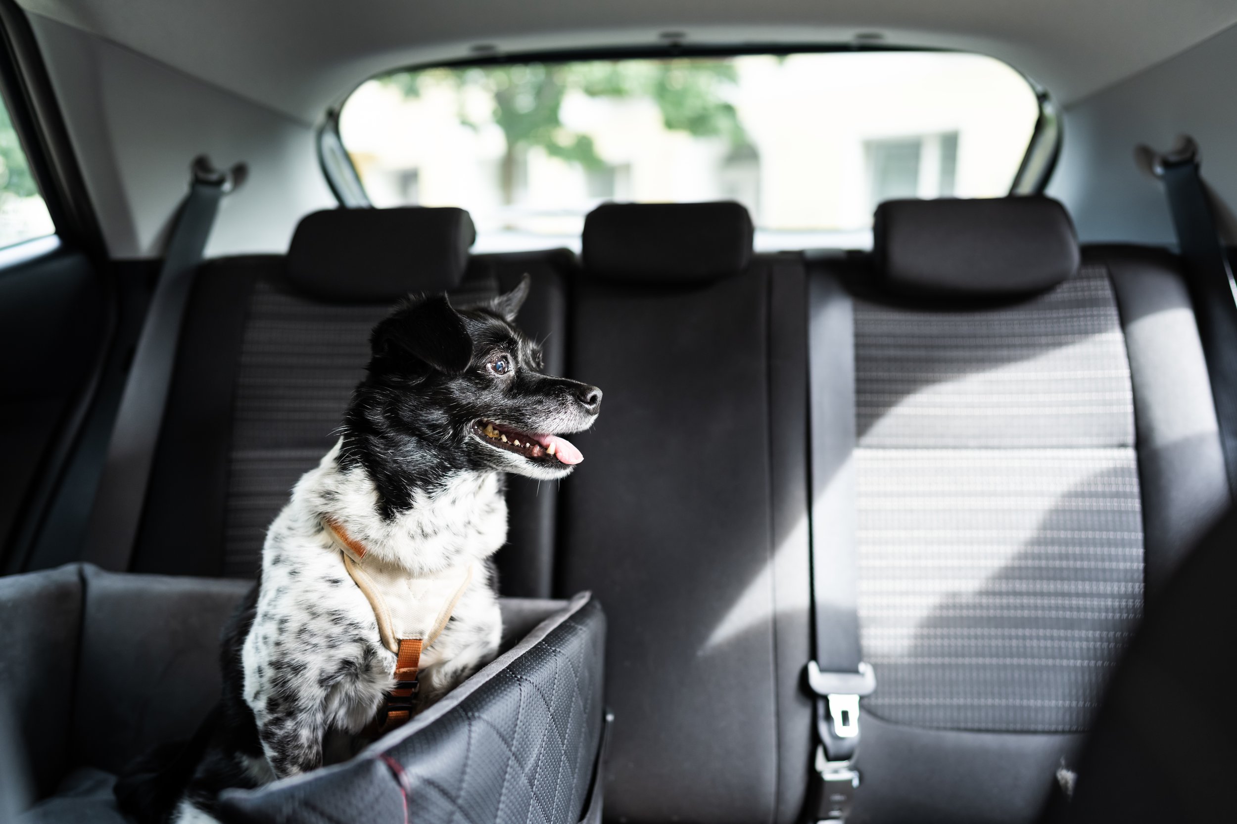 NEVER Leave Your Dog Alone in the Car 