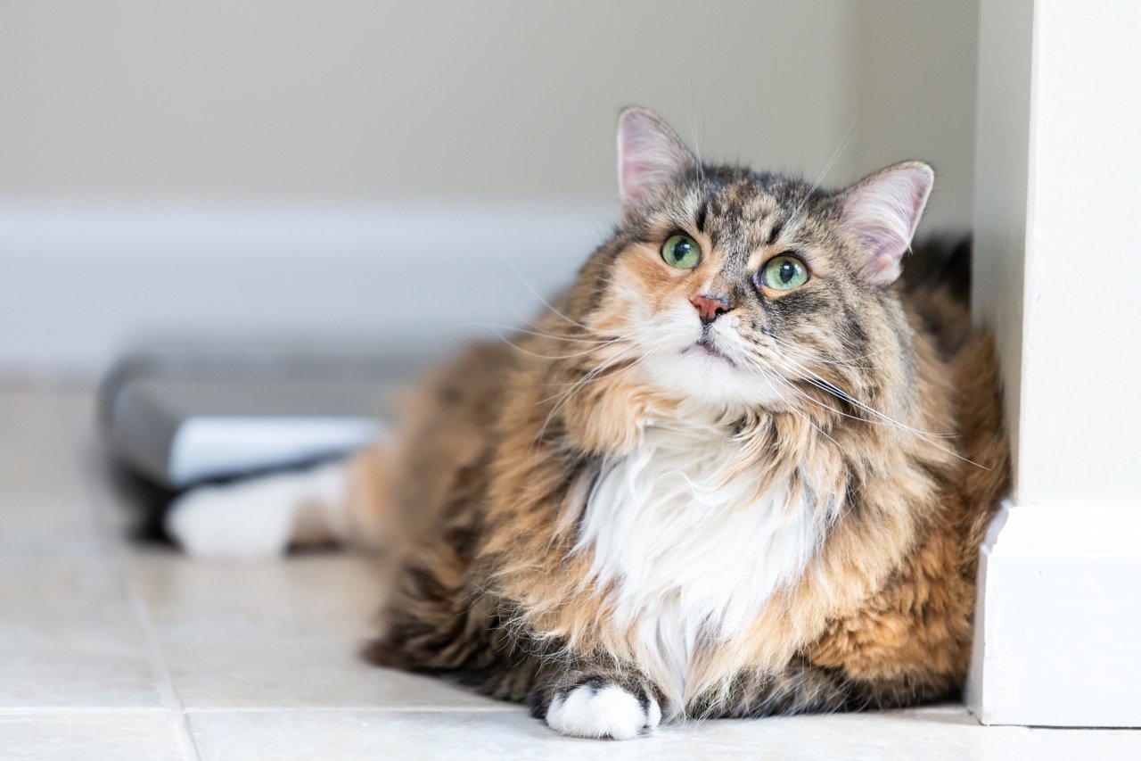 Tips for Caring for Senior Dogs and Cats