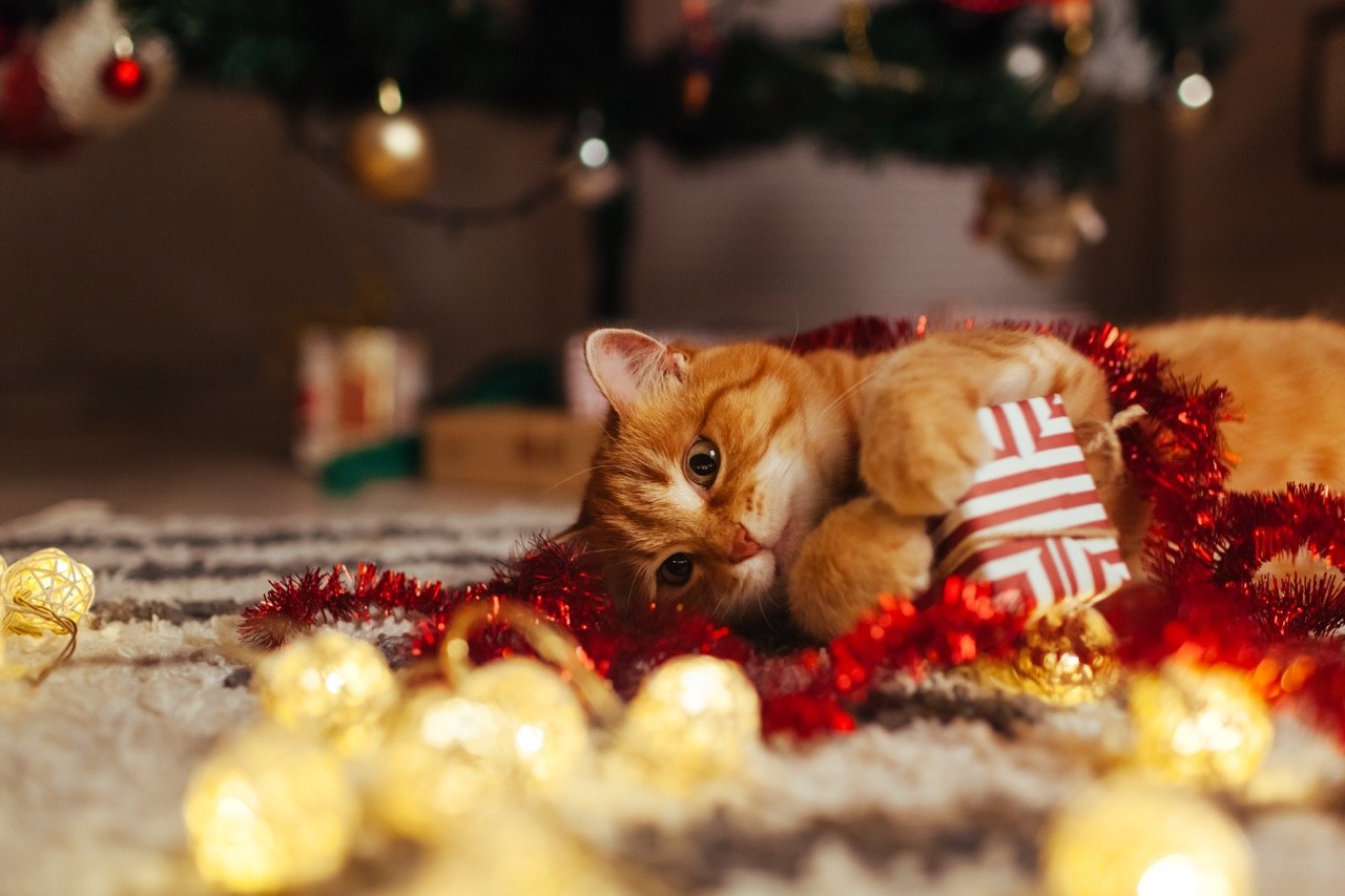 Tips for Decorating Your Home With Pet Safety in Mind 