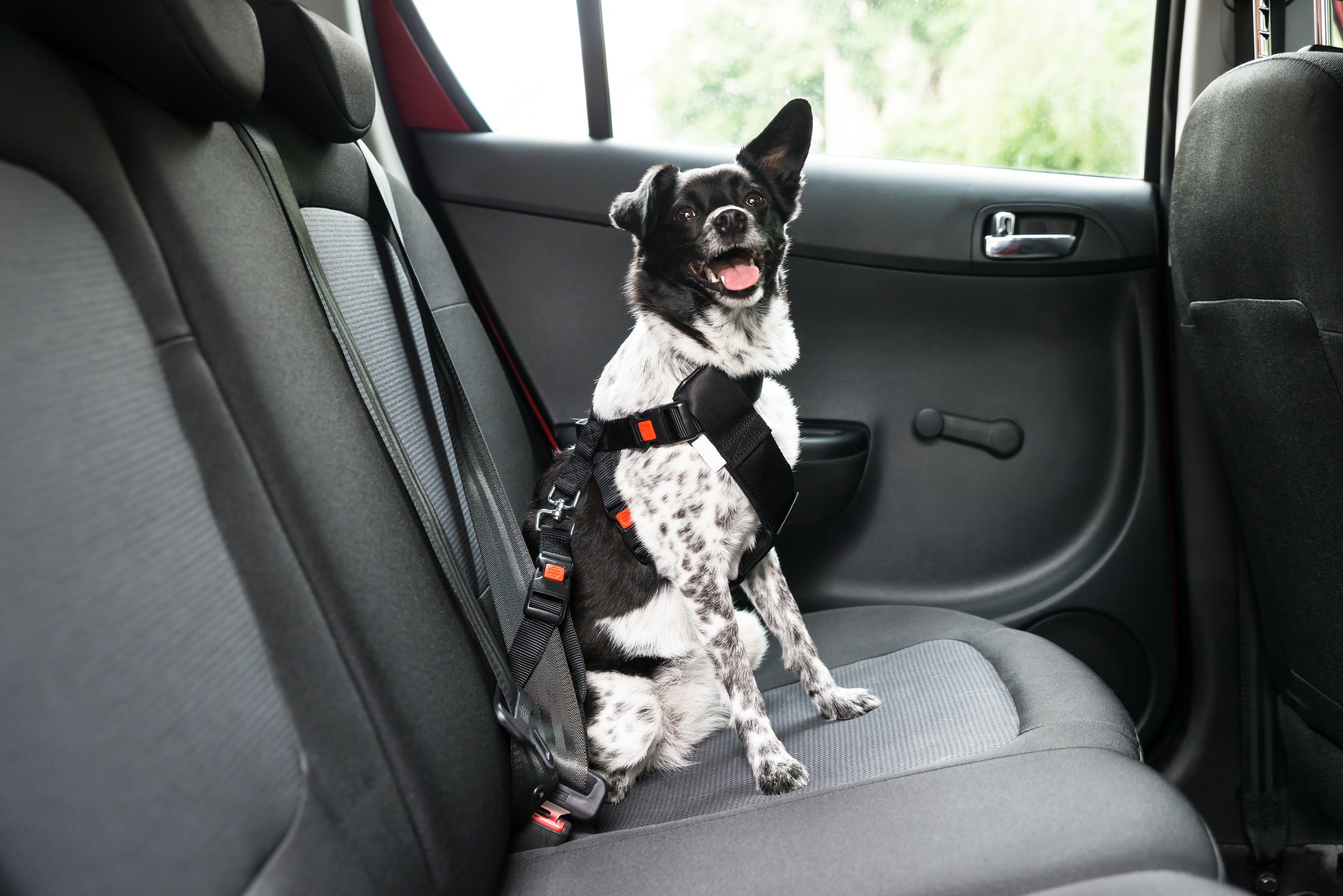 Train and Prepare Your Dog for Traveling 