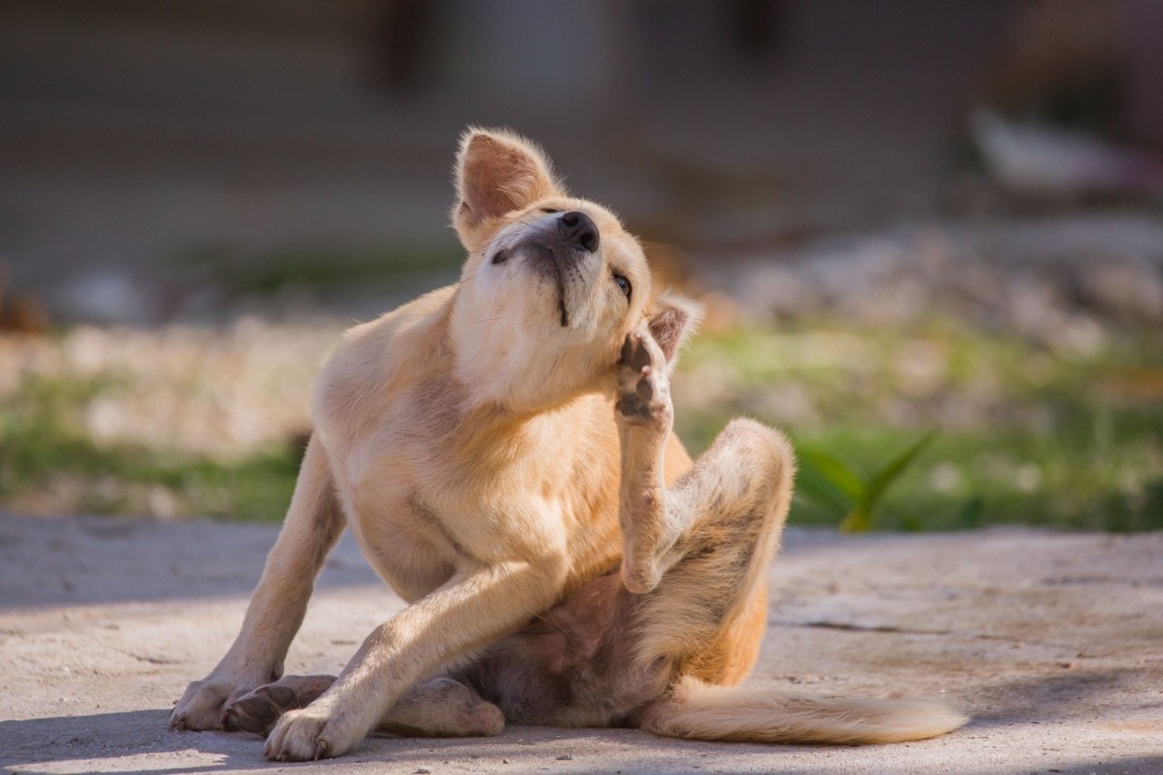 Treatment Options for Dog Allergies