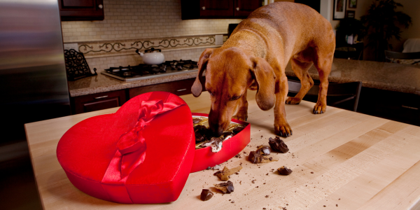 Dangers of Chocolate Toxicity in Dogs & Cats: What Pet Owners Need to Know
