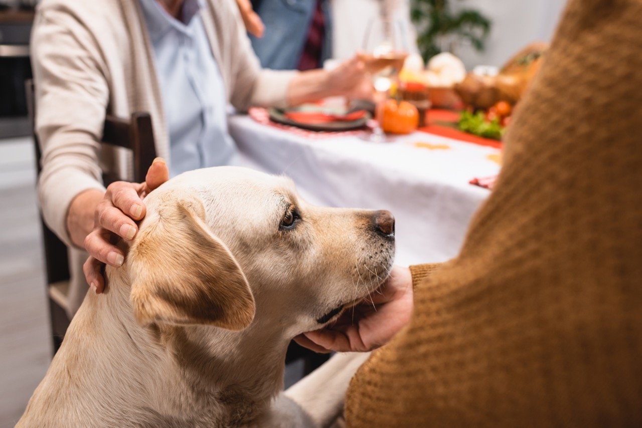 Can Dogs Eat Turkey