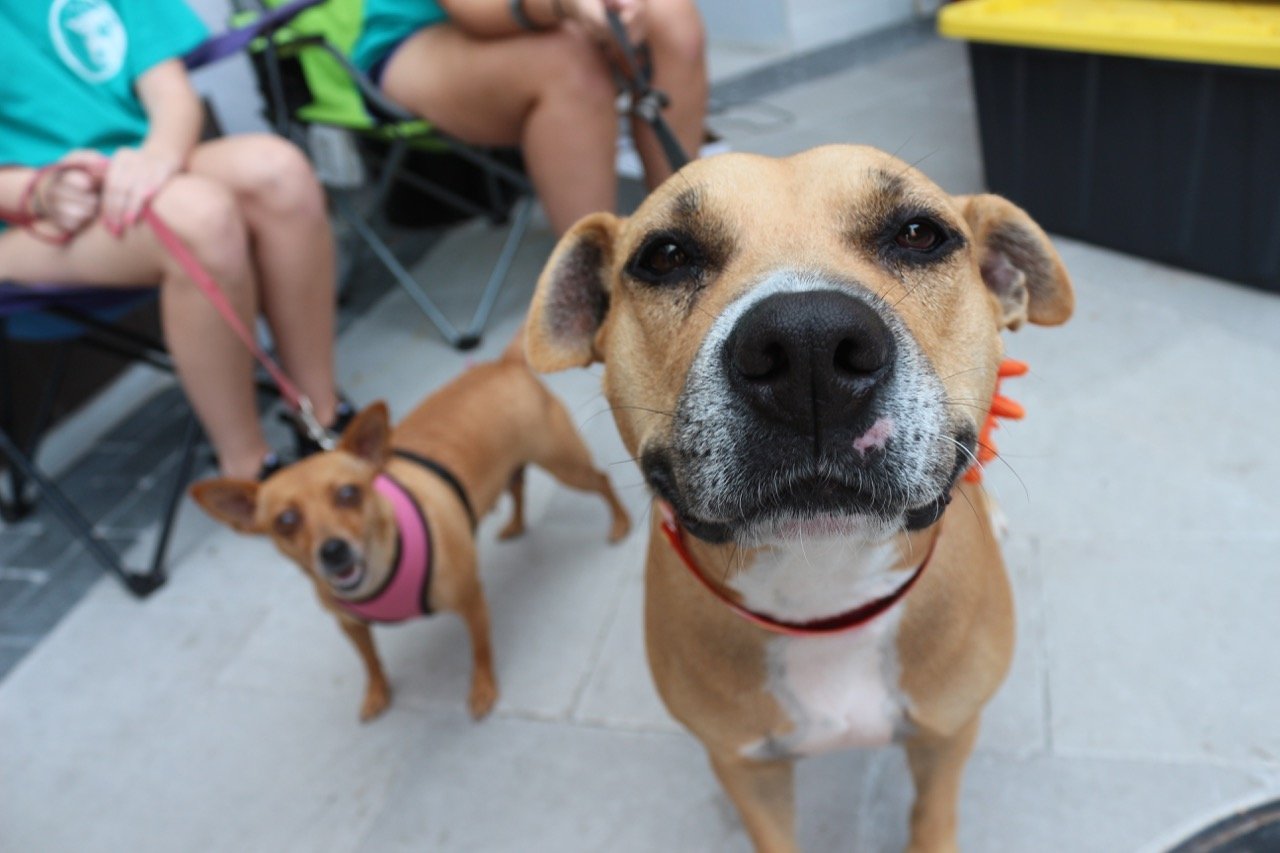 Pet Adoption Vs. Shopping: The Advantages of Each